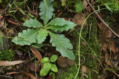 Ajuga australis, photographed by Greg Tasney
