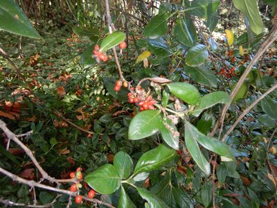 Coprosma robusta, photographed by Jon Sullivan