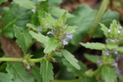 Ajuga australis, photographed by Greg Tasney