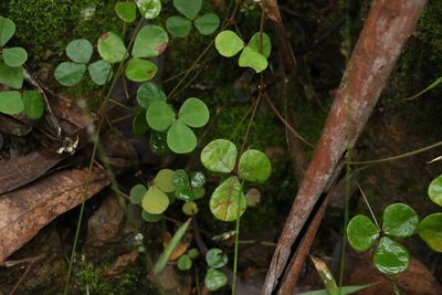 Pullenia gunnii, photographed by Greg Tasney