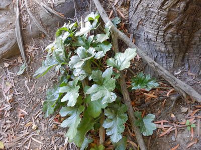 Acanthus mollis, photographed by Jon Sullivan