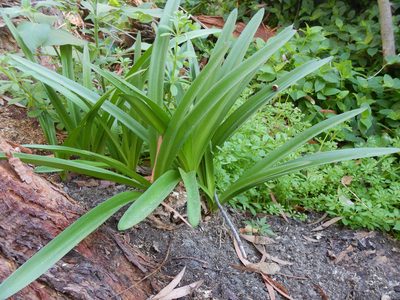 Agapanthus praecox, photographed by Jon Sullivan