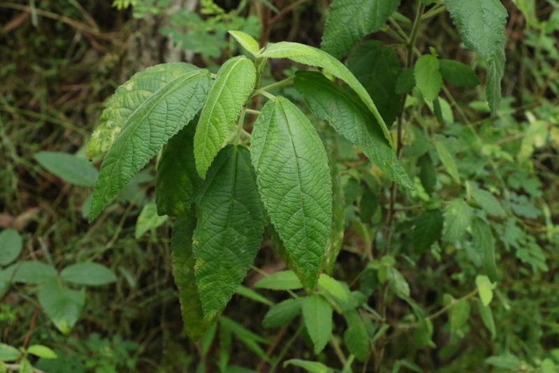 Acalypha nemorum, photographed by Greg Tasney