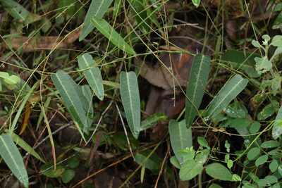 Hardenbergia violacea, photographed by Greg Tasney