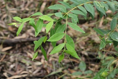 Wikstroemia indica, photographed by Greg Tasney