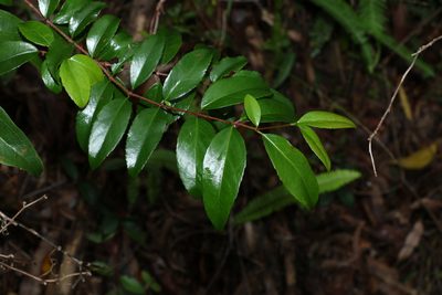 Aphanopetalum resinosum, photographed by Greg Tasney