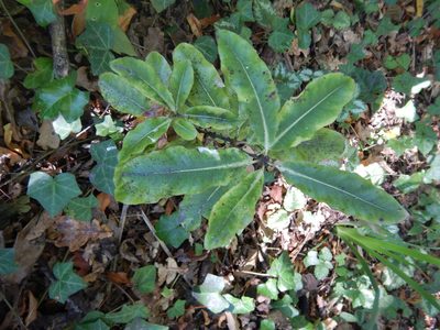Pittosporum eugenioides, photographed by Jon Sullivan