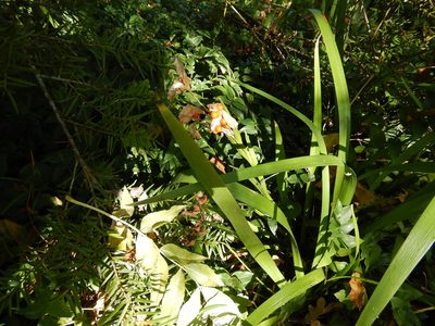 Iris foetidissima, photographed by Jon Sullivan