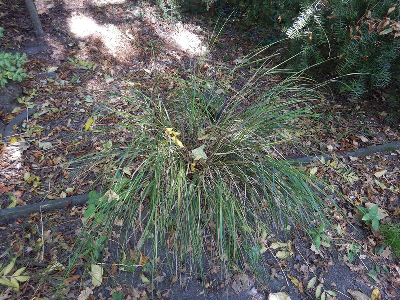 Anemanthele lessoniana, photographed by Jon Sullivan