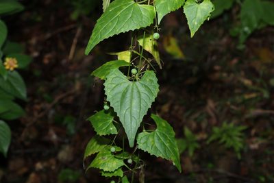 Zehneria cunninghamii, photographed by Greg Tasney