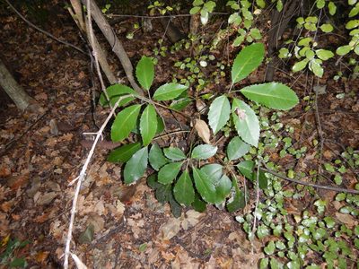 Neopanax arboreus, photographed by Jon Sullivan