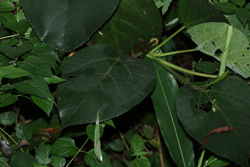 Dendrocnide moroides, photographed by Greg Tasney