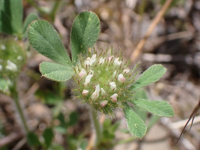 Trifolium cherleri, photographed by scolym