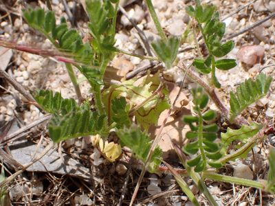 Biserrula pelecinus, photographed by scolym
