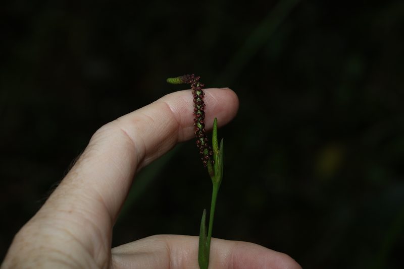 Gymnostachys anceps, photographed by Greg Tasney