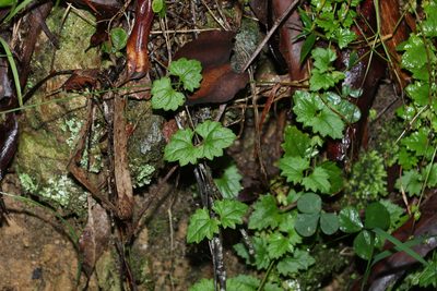 Veronica plebeia, photographed by Greg Tasney