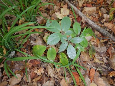 Neopanax arboreus, photographed by Jon Sullivan