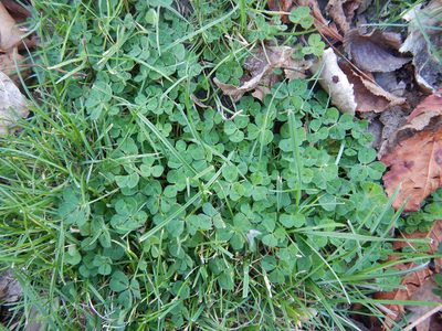 Trifolium subterraneum, photographed by Jon Sullivan