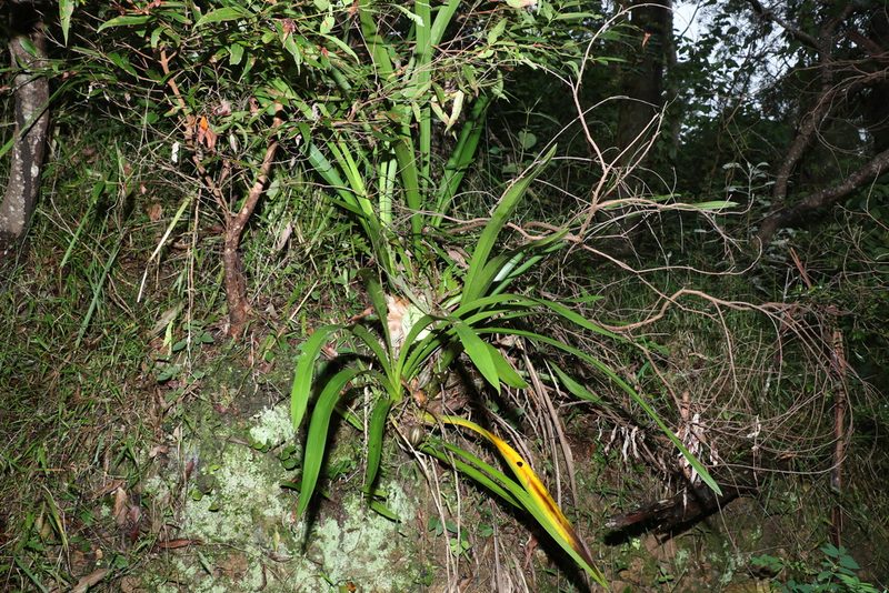 Cymbidium madidum, photographed by Greg Tasney
