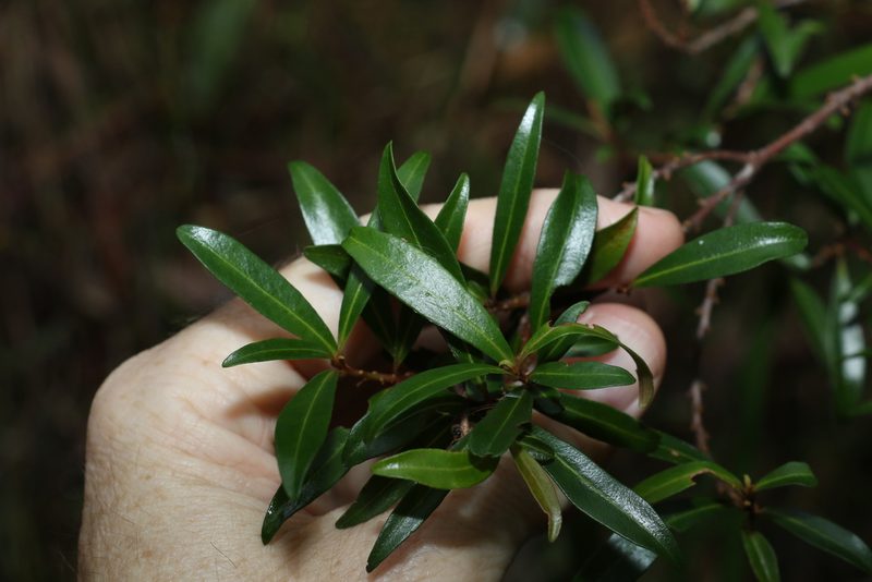 Myrsine angusta, photographed by Greg Tasney