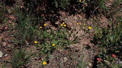 Calendula arvensis, photographed by scolym