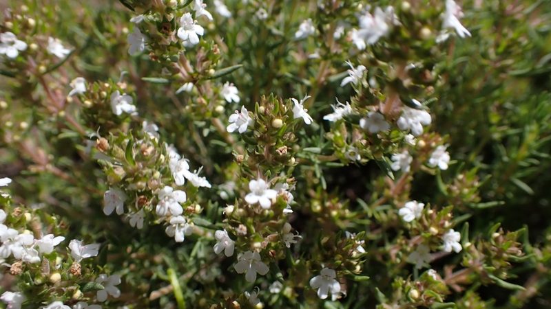 Thymus zygis, photographed by scolym