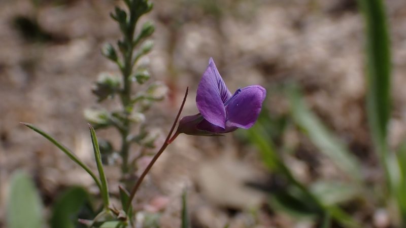 Lathyrus angulatus, photographed by scolym