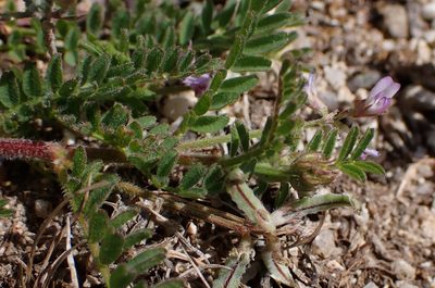 Biserrula pelecinus, photographed by scolym