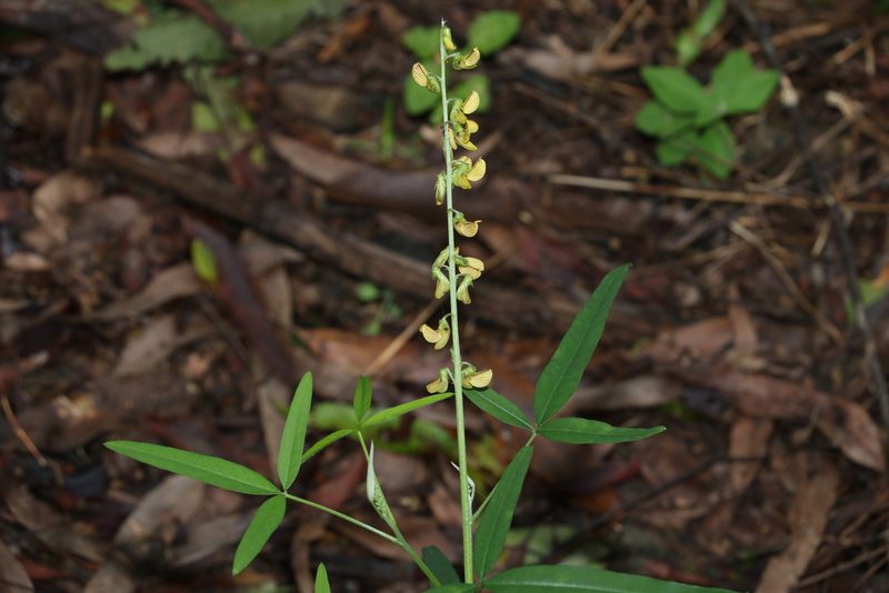 Crotalaria lanceolata, photographed by Greg Tasney