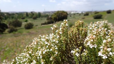 Thymus zygis, photographed by scolym