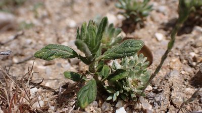 Helianthemum salicifolium, photographed by scolym