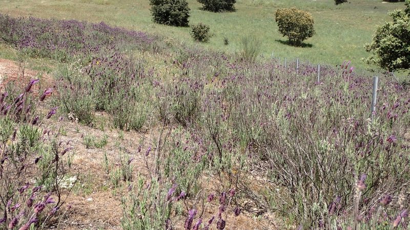 Lavandula pedunculata, photographed by scolym
