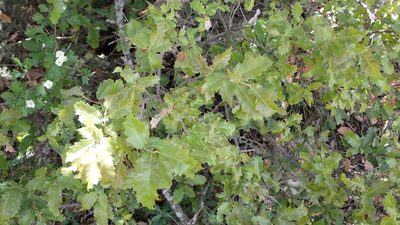 Quercus faginea, photographed by scolym