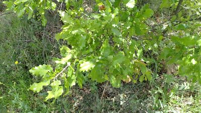 Quercus faginea, photographed by scolym