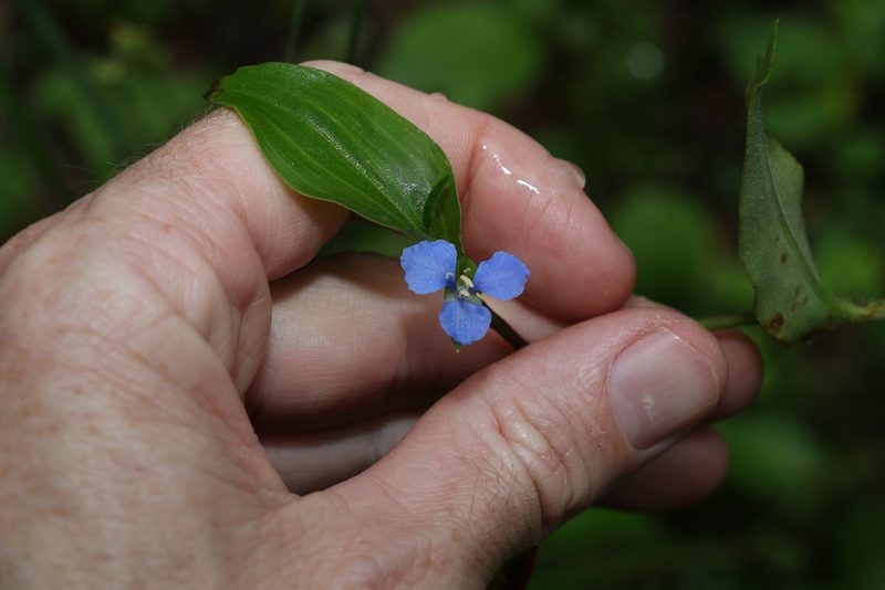 Commelina cyanea, photographed by Greg Tasney