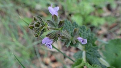 Salvia verbenaca, photographed by scolym