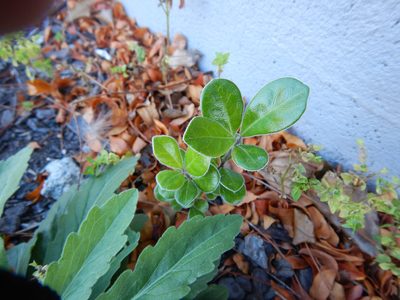 Pittosporum crassifolium, photographed by Jon Sullivan