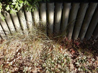 Anemanthele lessoniana, photographed by Jon Sullivan
