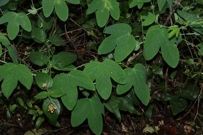 Passiflora subpeltata, photographed by Greg Tasney