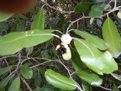 Pittosporum ralphii, photographed by Jon Sullivan