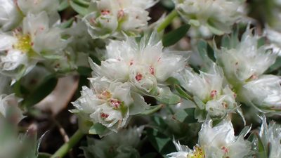 Paronychia argentea, photographed by scolym
