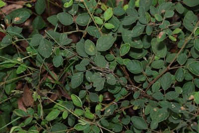 Maekawaea rhytidophylla, photographed by Greg Tasney