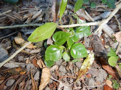 Fatsia japonica, photographed by Jon Sullivan