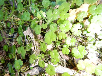 Hydrocotyle heteromeria, photographed by Jon Sullivan