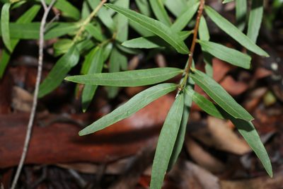 Denhamia silvestris, photographed by Greg Tasney