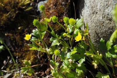 Ranunculus taisanensis, photographed by Lin Scott