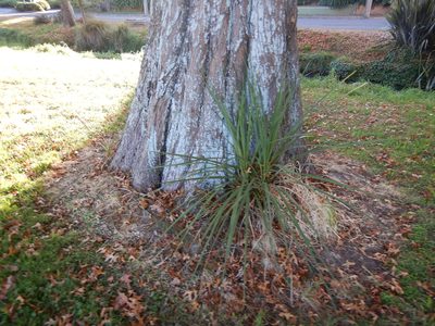 Cordyline australis, photographed by Jon Sullivan