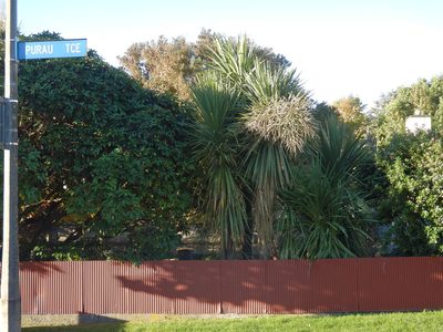 Cordyline australis, photographed by Jon Sullivan