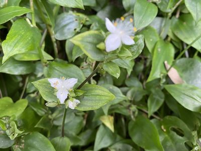 Tradescantia fluminensis, photographed by 古淑玲