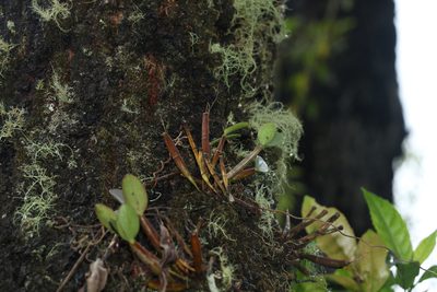 Dendrobium aemulum, photographed by Greg Tasney